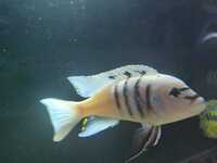 Lots of large Cichlids