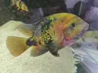 Lots of large Cichlids