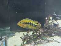Lots of large Cichlids