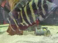 Lots of large Cichlids