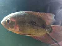 Lots of large Cichlids