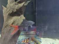 Lots of large Cichlids