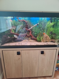 Fluval Roma 200 Full Setup and Fish Included