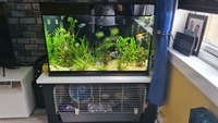 270 litres aquarium full set up £300
