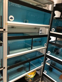 Fish tanks & racking