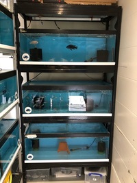 Fish tanks & racking