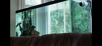 6ft x 2ft x 30 inches Aquarium full set up + piranha tropical fish