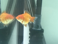 Ryukin fancy goldfish