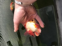 Ryukin fancy goldfish