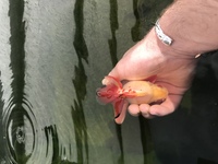 Ryukin fancy goldfish