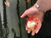 Ryukin fancy goldfish