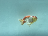 Ryukin fancy goldfish