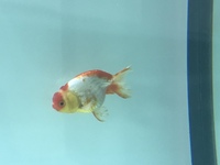 Ryukin fancy goldfish
