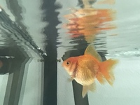 Ryukin fancy goldfish