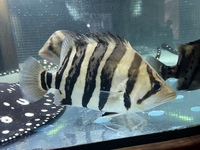 Indo Sumatra Tiger Fish Datnoids group