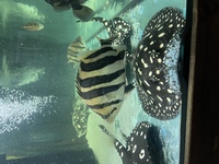 Indo Sumatra Tiger Fish Datnoids group