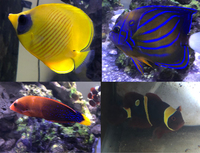 Addis bfly, Annularis Angel, Red coris and Maroon clownfish for sale