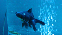 FREE Friendly GoldFish (BLACK MOOR)