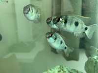 African butterfly cichlids