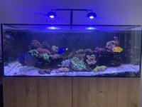 4ft Eva reef aquarium and stock