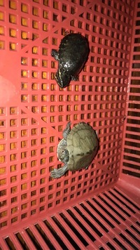 MUSK TURTLES AND MISSISSIPPI MAP TURTLES FOR SALE 
