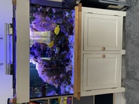 Aqua Oak systemised marine aquarium