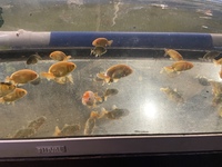 TOP QUALITY RANCHU FOR SALE NORTH EAST.