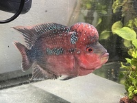 Red dragon flowerhorn