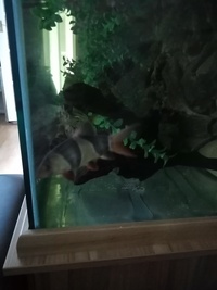 Full set up 5ft tropical tank and stand