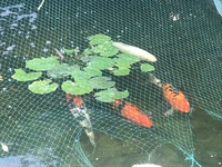 Stunning large koi for sale plus whole system