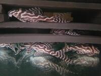 Hypancistrus - Pleco - L46 - L173 - L399