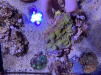 Clownfish,SPS/LPS Coral tank shutdown bargains to be had ( Burgess Hill, W. Sussex )