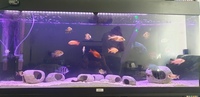 cichlids for sale