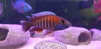 cichlids for sale