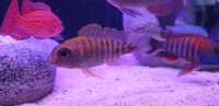 cichlids for sale