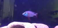 cichlids for sale