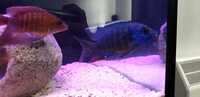 cichlids for sale