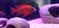 cichlids for sale