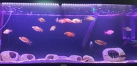 cichlids for sale