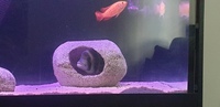cichlids for sale