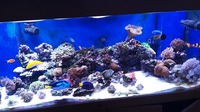 Marine aquarium full set up