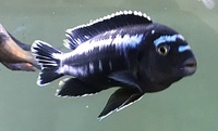 9cm Malawi Msobo Mbuna (melanochromis johanni) - West Sussex - £20 ono