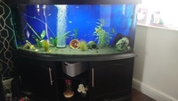 250L Bow front tank £200 ono collection hartlepool.