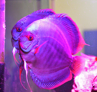 Mature discus for sale including breeding pair.