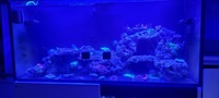 Selling corals