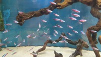 ADULT DISCUS , adult Serbai corys and Cardinal tetras