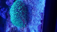 Various corals for sale from my tank