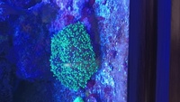 Various corals for sale from my tank