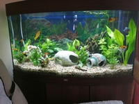 JUWEL RIO 180 BOW FRONT Tropical Freshwater Tank and Cabinet 150.00.