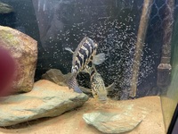 Breeding pair of Jaguar cichlids currently with fry